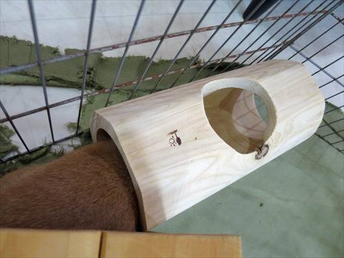 うさぎの遊び道具に木製のトンネルを買ってあげました様子についてお見せします