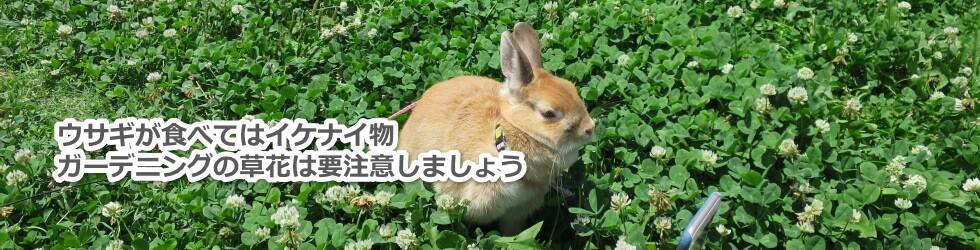 ウサギが食べてはイケナイ物　ガーデニングの草花は要注意しましょう
