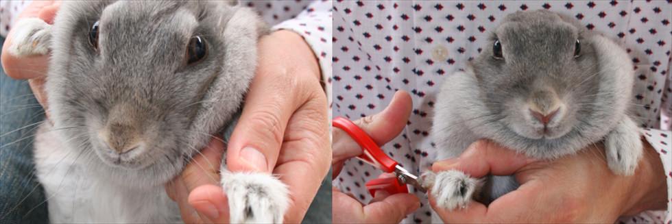 うさぎの爪きりについて　うさぎの爪きりは難しいと思われるかもしれませんが意外と簡単で方法について教えます